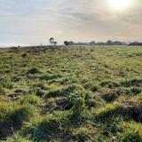 planting at carters beach
