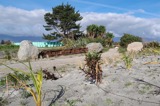 Plants at the beach