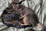 Two cats playing with each other