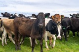 cows in westport paddock
