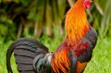 rooster