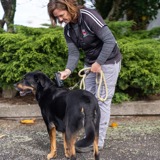 animal control scanning for microchip on dog